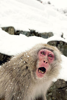 Japanese Snow Monkey Momma monkey at the monkey hotspring in Jigogkudani, Nagano, Japan. Geotagged,Japan,Japanese Monkey,Japanese macaque,Jigogkudani,Macaca fuscata,Monkey,Nagano