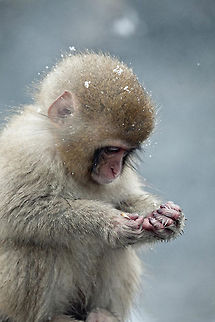 Japanese Snow Monkey Baby monkey at Jigokudani, Nagano, Japan. Baby,Geotagged,Japan,Japanese Monkey,Japanese macaque,Jigogkudani,Macaca fuscata,Monkey,Nagano