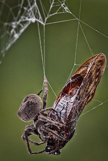 Japanese spider eating a cicada for lunch Japanese spider eating a cicada for lunch! Cicada,Geotagged,Japan,Kumo,Spider