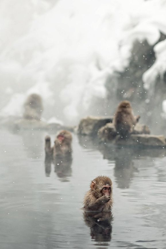 Japanese Snow Monkeys at Jigokudani, Nagano - Japan Japanese monkeys hanging out in the hot springs! Geotagged,Japan,Japanese macaque,Jigokudani,Macaca fuscata,Monkey,Nagano