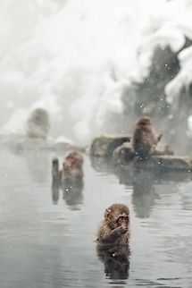 Japanese Snow Monkeys at Jigokudani, Nagano - Japan Japanese monkeys hanging out in the hot springs! Geotagged,Japan,Japanese macaque,Jigokudani,Macaca fuscata,Monkey,Nagano