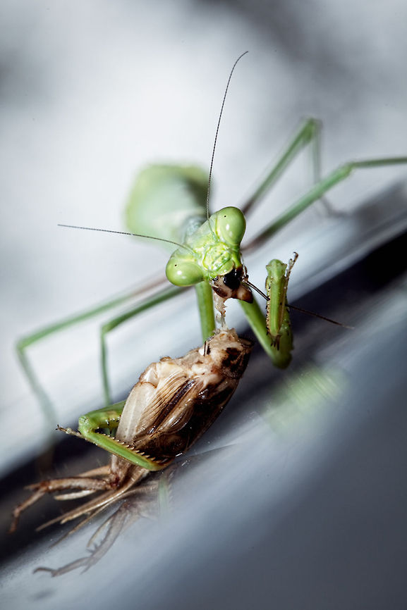 Cricket a la carte This mantis caught dinner on the family's boat one summer day Carolina Mantis,Geotagged,Stagmomantis carolina,United States