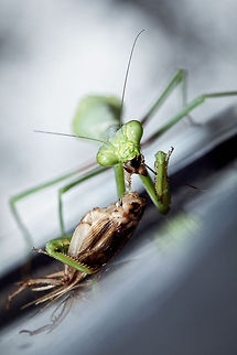 Cricket a la carte This mantis caught dinner on the family's boat one summer day Carolina Mantis,Geotagged,Stagmomantis carolina,United States