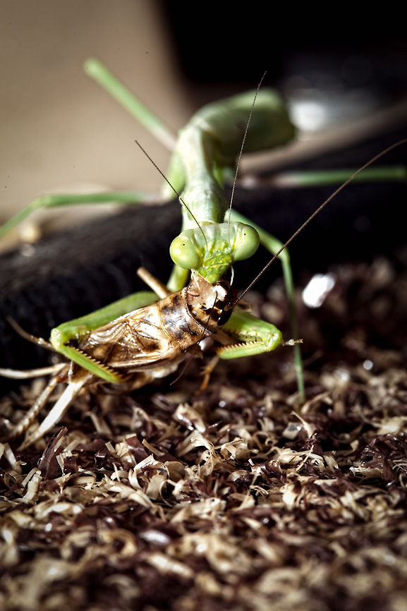 Cricket a la carte II This mantis caught dinner on the family&#039;s boat one summer day Carolina Mantis,Cricket,Geotagged,Stagmomantis carolina,United States,mantis,praying mantis