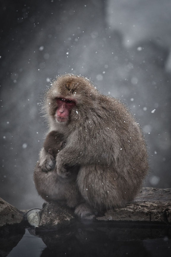 Japanese Snow Monkey Mother&#039;s Warmth, taken at Jigokudani - Nagano, Japan<br />
 Geotagged,Japan,Japanese macaque,Jigokudani,Macaca fuscata,Monkey,Nagano