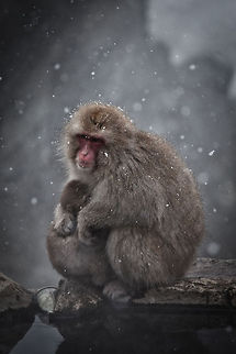 Japanese Snow Monkey Mother's Warmth, taken at Jigokudani - Nagano, Japan
 Geotagged,Japan,Japanese macaque,Jigokudani,Macaca fuscata,Monkey,Nagano