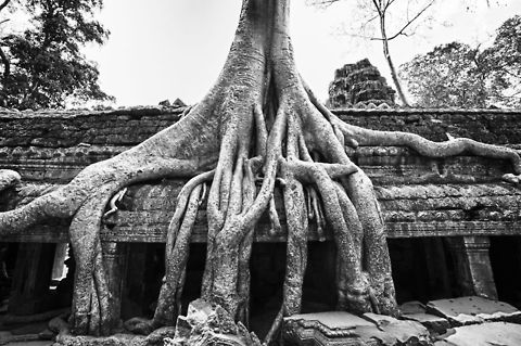 Jungle Engulfed Temple - Angkor Wat Some of the temples in Angkor Wat are not  renovated and left in their 900 year old natural state - overgrown by the jungle. Angkor Wat,Cambodia,Geotagged,Temple,Tetrameles nudiflora