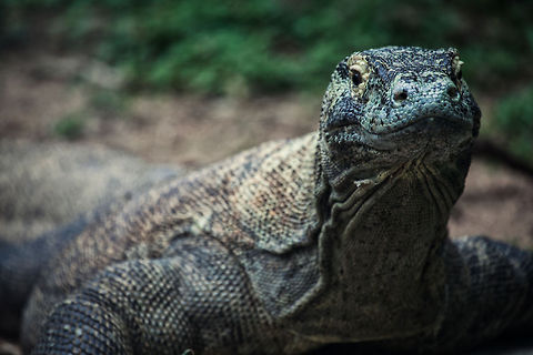 Komodo Dragon  Geotagged,Komodo dragon,United States,Varanus komodoensis