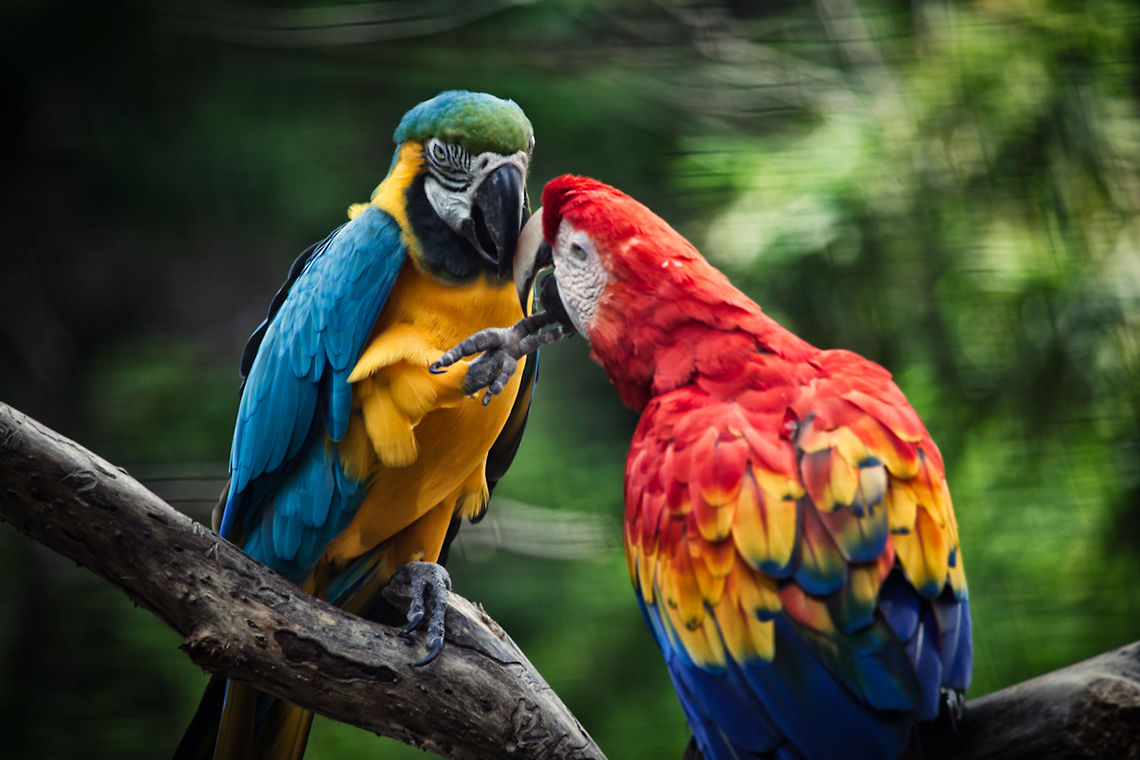 Blue and Yellow Macaw  Ara ararauna,Blue-and-Yellow Macaw,Geotagged,United States