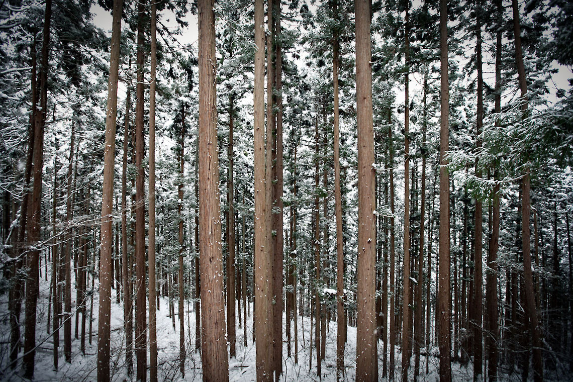 Snowy Forest in Nagano  Geotagged,Japan