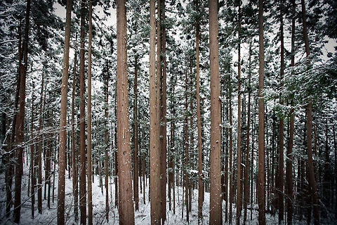 Snowy Forest in Nagano  Geotagged,Japan