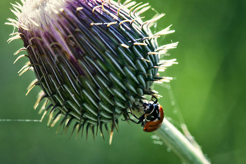 Ladybug  Convergent lady beetle,Geotagged,Hippodamia convergens,Ladybird,Ladybug,United States