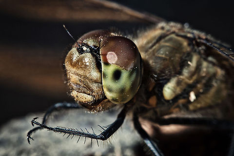 Japanese Dragonfly  Geotagged,Japan