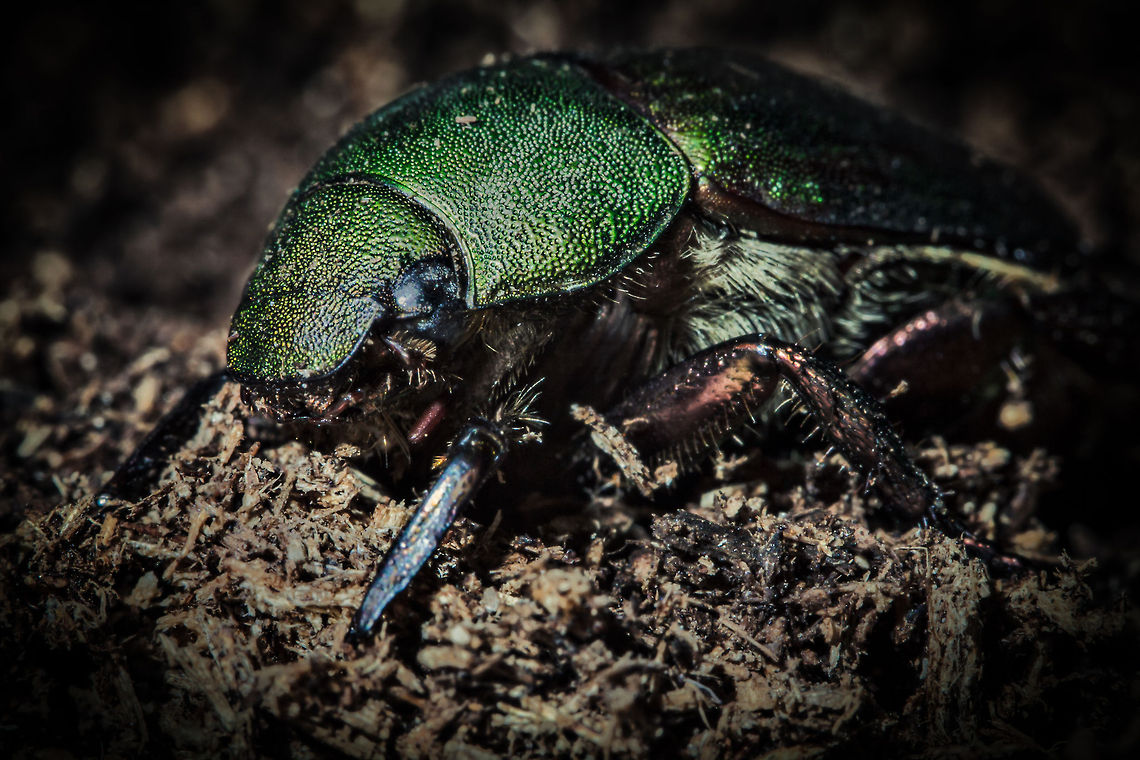 Green Beetle  Geotagged,Japan