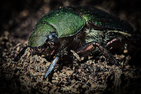 Green Beetle  Geotagged,Japan
