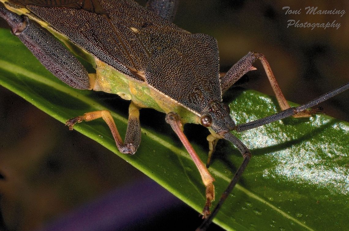 Bug I have no idea what this little guy is. He was a good subject. Stayed very still.  Queensland. Australia.