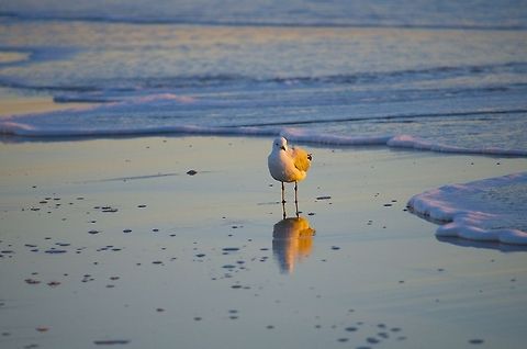 Seagull in Australia  Australia,Geotagged,Reflection,Seagull,beach,light,water
