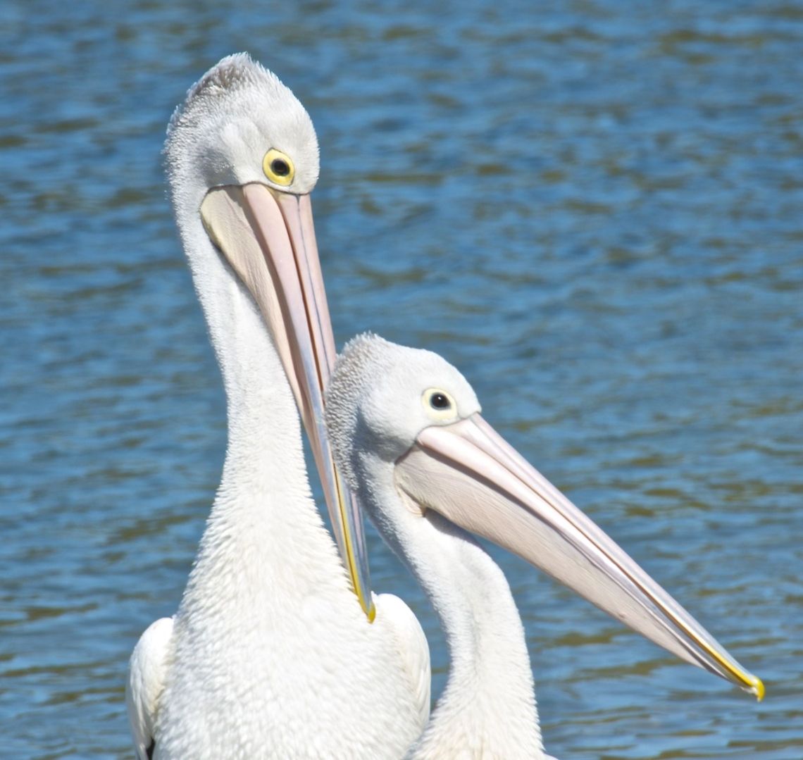 Australian Pelican couple Pelicans Australia,Australian Pelican,Geotagged,Pelecanus conspicillatus