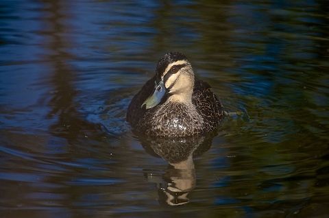 Pacific Black Duck in a pond Duck in a pond Anas superciliosa,Australia,Geotagged,Pacific Black Duck