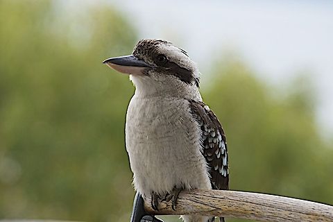 Laughing Kookaburra portrait Kookaburra Australia,Dacelo novaeguineae,Geotagged,Laughing Kookaburra