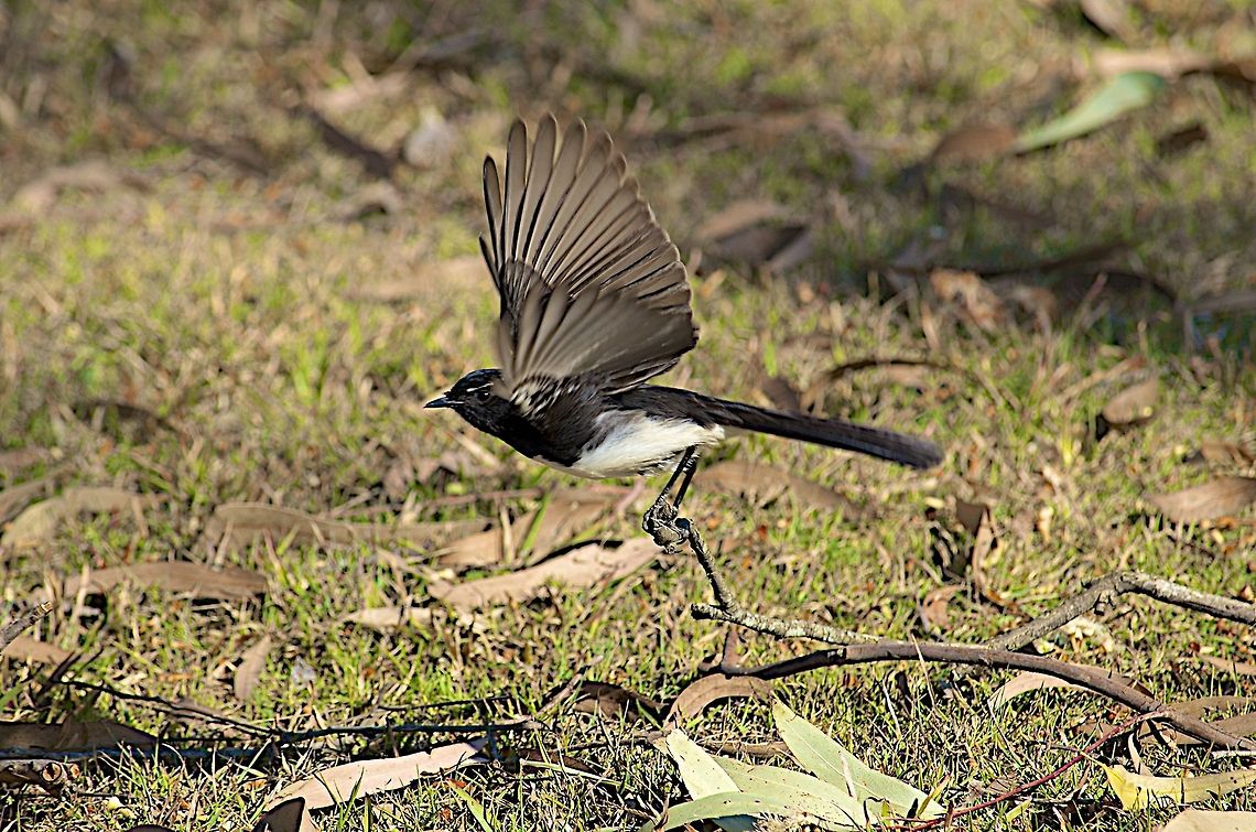 Willie Wagtail Willy Wagtail Australia,Geotagged,Rhipidura leucophrys,Willie Wagtail