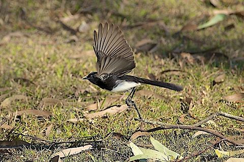 Willie Wagtail Willy Wagtail Australia,Geotagged,Rhipidura leucophrys,Willie Wagtail