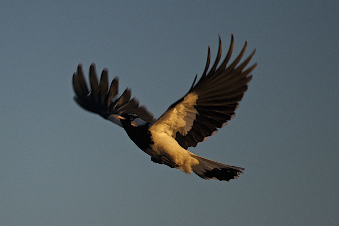 Australian Magpie  Australia,Geotagged,Grallina cyanoleuca,Magpie-lark