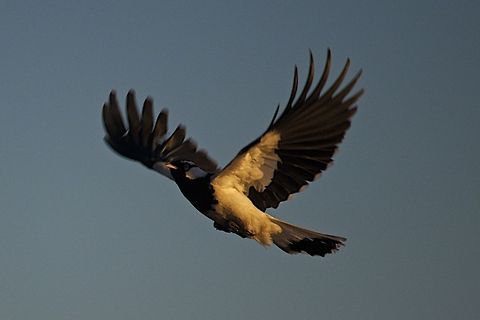 Australian Magpie  Australia,Geotagged,Grallina cyanoleuca,Magpie-lark