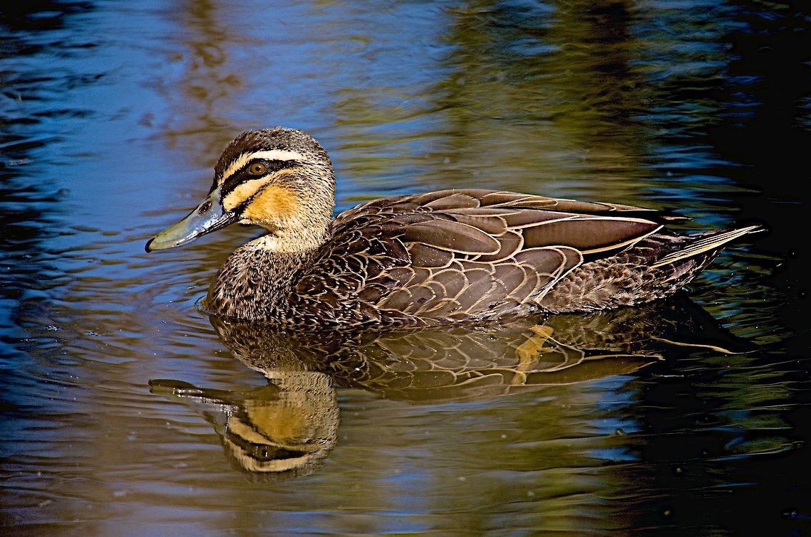 Pacific black duck side view Duck Anas superciliosa,Australia,Geotagged,Pacific Black Duck