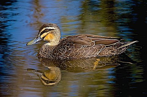 Pacific black duck side view Duck Anas superciliosa,Australia,Geotagged,Pacific Black Duck