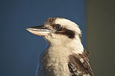 Laughing Kookaburra head closeup Kookaburra Australia,Dacelo novaeguineae,Geotagged,Laughing Kookaburra