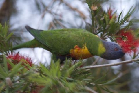 Rainbow lorikeet feeding  Australia,Geotagged,Rainbow Lorikeet,Rainbow lorikeet,Trichoglossus haematodus,Trichoglossus moluccanus