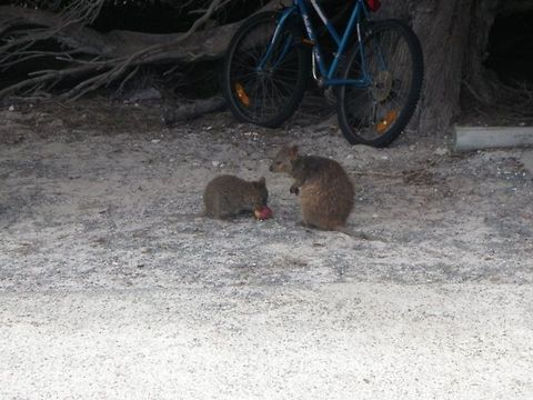 Two Quokkas in Australia  Australia,Geotagged,Quokka,Setonix brachyurus