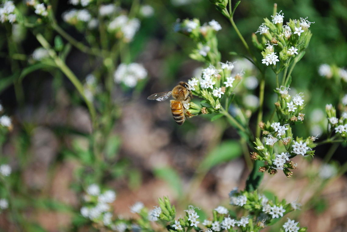 Western honey bee on white flower in Australia  Apis mellifera,Australia,Geotagged,Western honey bee