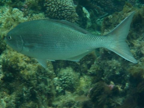 Bream Swimming in Coral