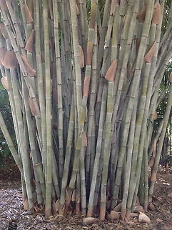 Bamboo