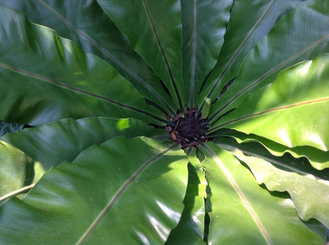 Birds nest  Asplenium nidus