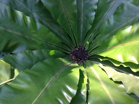 Birds nest  Asplenium nidus
