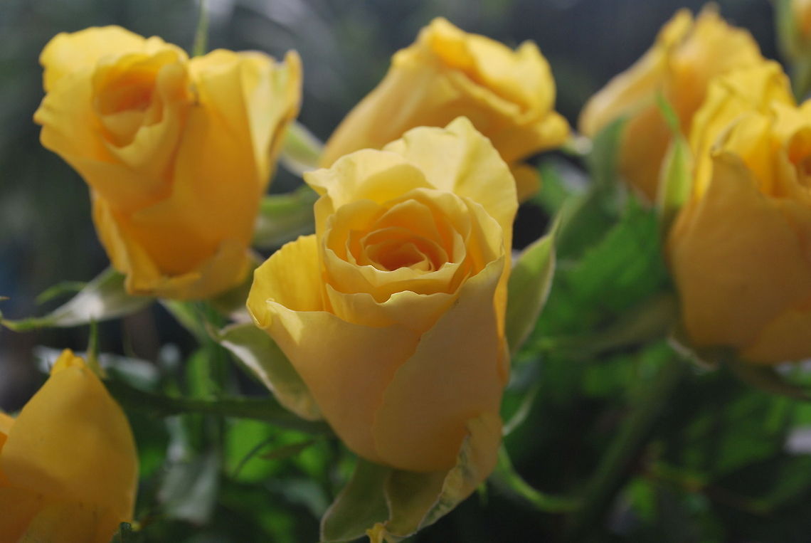 Yellow Rose
