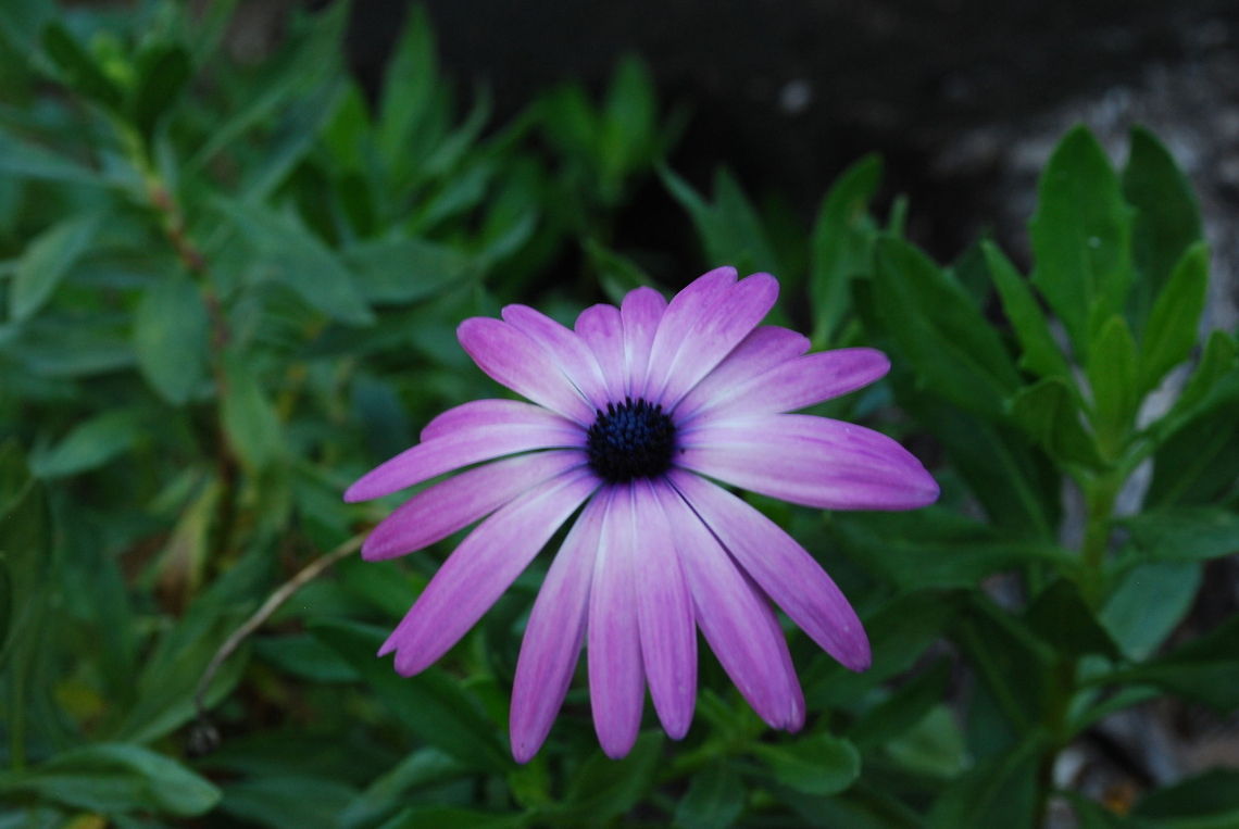 Pretty purple flower
