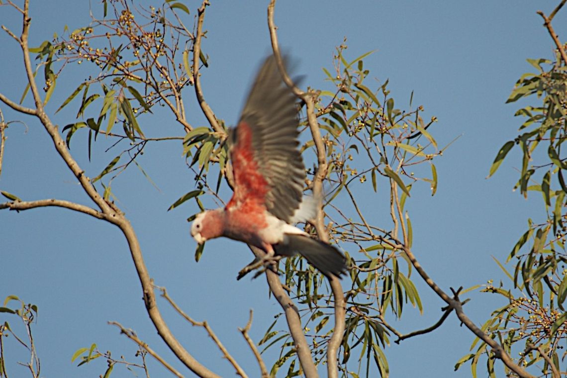 Galah   Australia,Eolophus roseicapilla,Galah,Geotagged
