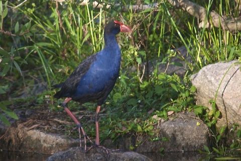 Purple Swamphen  Australia,Geotagged,Porphyrio porphyrio,Purple Swamphen