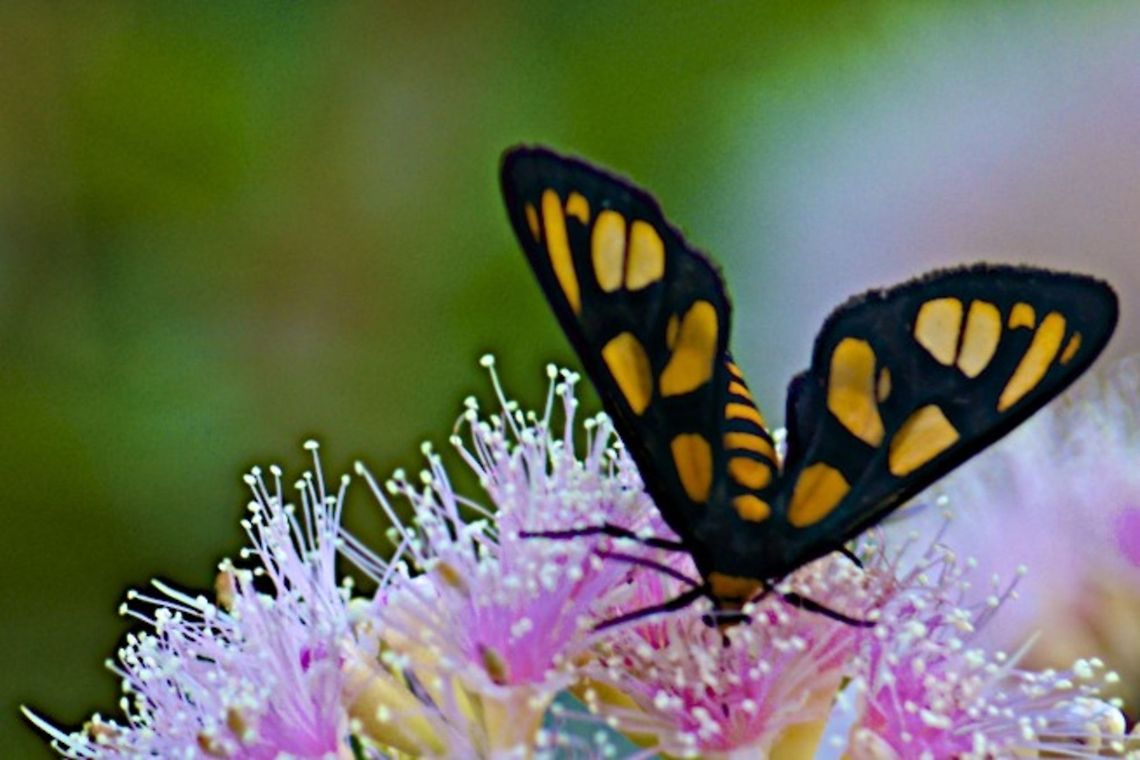 Orange-headed Wasp Moth  Amata annulata,australia