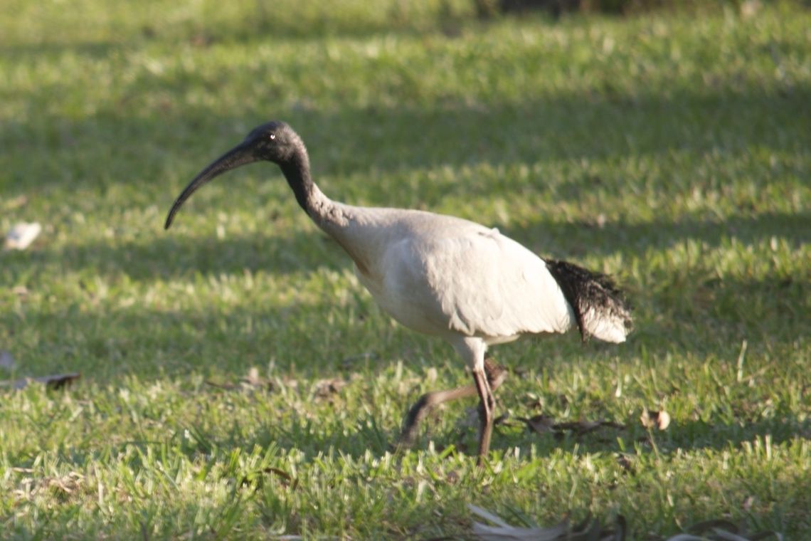 Ibis  Australia,Australian White Ibis,Geotagged,Threskiornis molucca