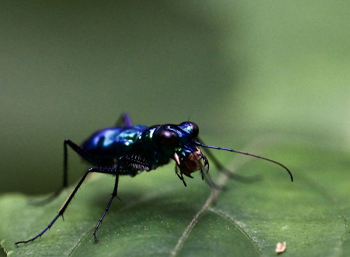 Blue metallic tiger beetle Shiny bright blue, big round eyes and with a piece of prey in his ferocious looking mandibles. Beetles,Cicindela,Coleoptera,Geotagged,Insects,Malaysia,Summer,Tiger Beetle,blue,metallic