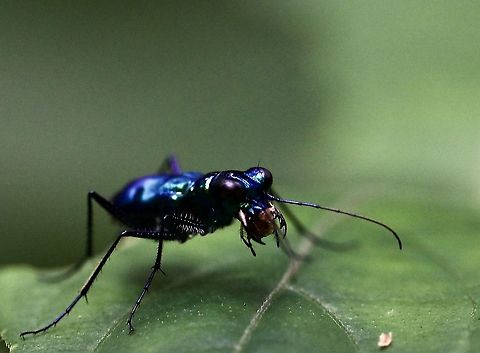 Blue metallic tiger beetle Shiny bright blue, big round eyes and with a piece of prey in his ferocious looking mandibles. Beetles,Cicindela,Coleoptera,Geotagged,Insects,Malaysia,Summer,Tiger Beetle,blue,metallic