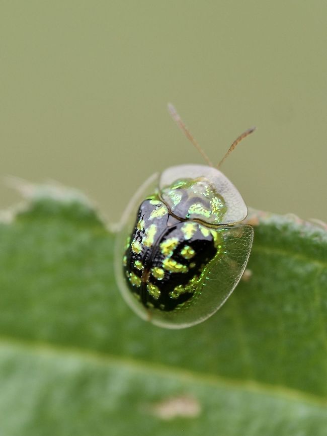 Tortoise beetle Very pretty gold specs on its tortoise ahell Geotagged,Malaysia,Tortoise Beetle,beetle,cassidinae,insect