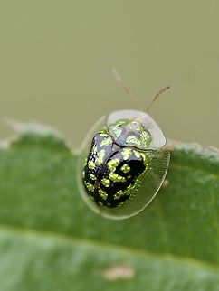 Tortoise beetle Very pretty gold specs on its tortoise ahell Geotagged,Malaysia,Tortoise Beetle,beetle,cassidinae,insect