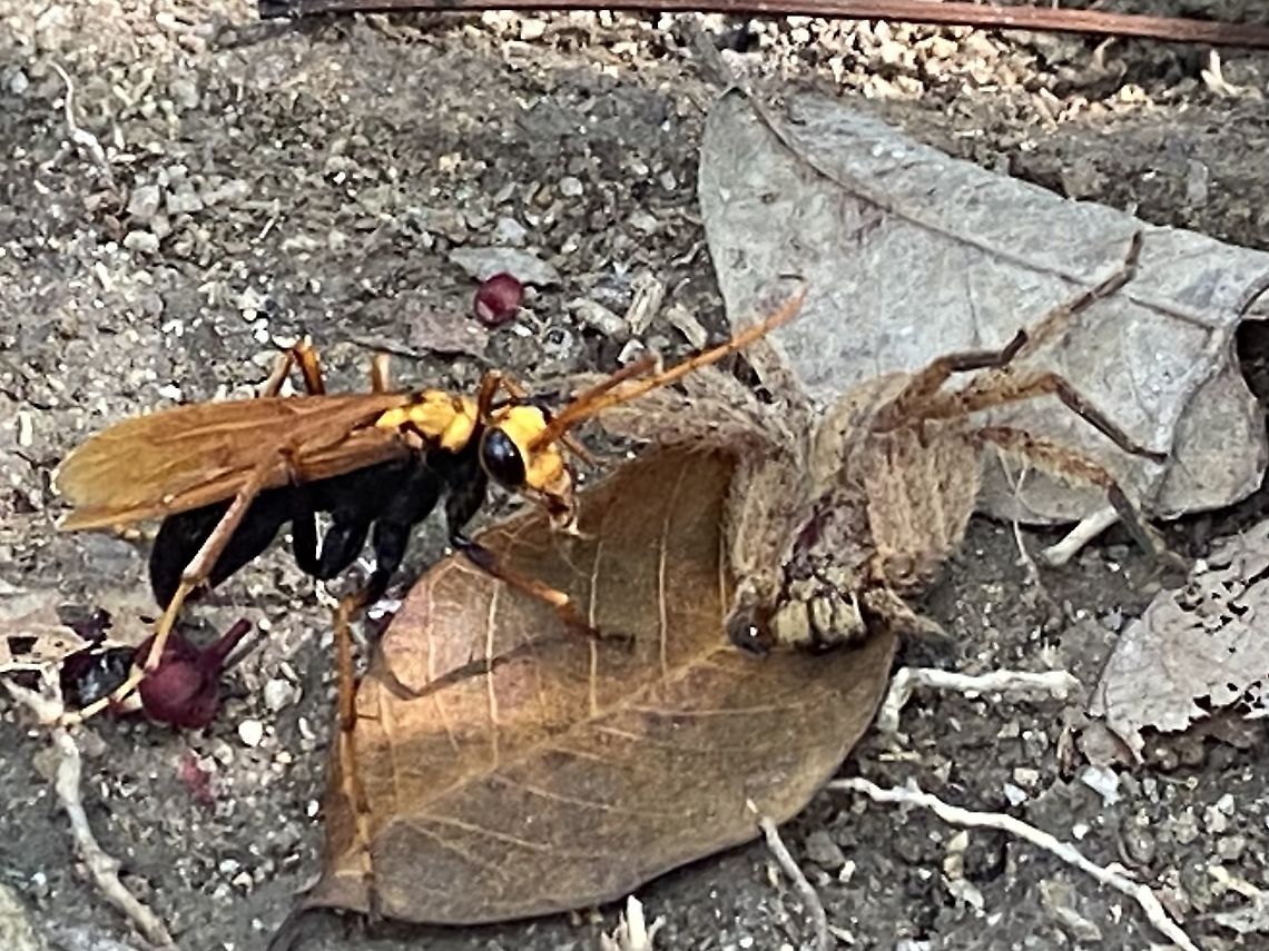 Spider wasp Spider wasp and it&rsquo;s prey. The wasp was dragging the spider over a long distance. The wasp will drag the spider into a prepared nest hole or shelter and lay eggs. The larvae will eat the spider, while it&rsquo;s paralysed.  Pompilidae,Wasp,insect,spider wasp