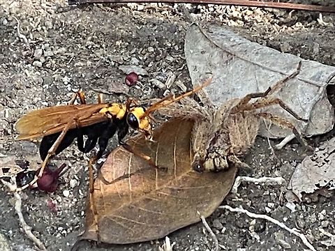 Spider wasp Spider wasp and it&rsquo;s prey. The wasp was dragging the spider over a long distance. The wasp will drag the spider into a prepared nest hole or shelter and lay eggs. The larvae will eat the spider, while it&rsquo;s paralysed.  Pompilidae,Wasp,insect,spider wasp